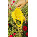 CANARY BLOSSOM CANARY BLOSSOM