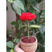 ROSIE the Yarn-Plant