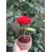 ROSIE the Yarn-Plant